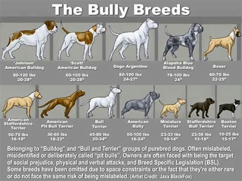 The Different Type Of Pitbulls