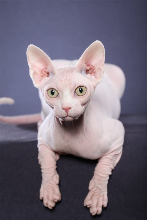 30 Best Images About Sphynx Kittens Already Adopted On