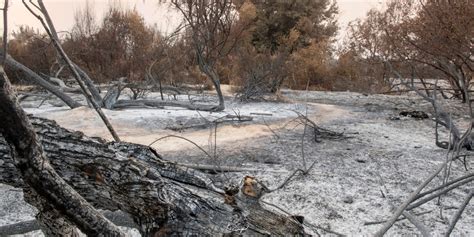 Sepulveda Basin Wildlife Reserve After A Fire Beesip