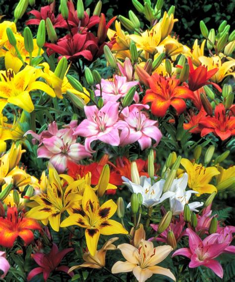 All Summer Blooming Lily 20 Bulb Set Daily Deals For Moms Babies And