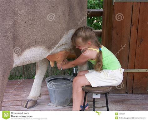 Cow And Girl 02 Stock Image Image Of Girls Holstein 2409331