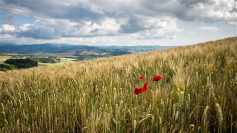 Red Flowers Surrounded By Green Plants Under White Cloudy Sky Tuscany