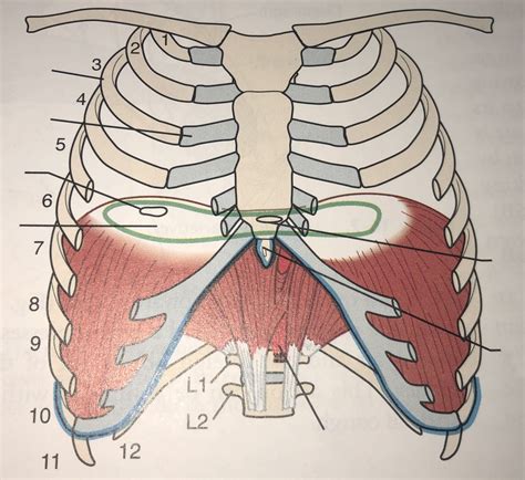 Test 3 Ch 16 Diagram 6 Diaphragm Muscle Diagram Quizlet