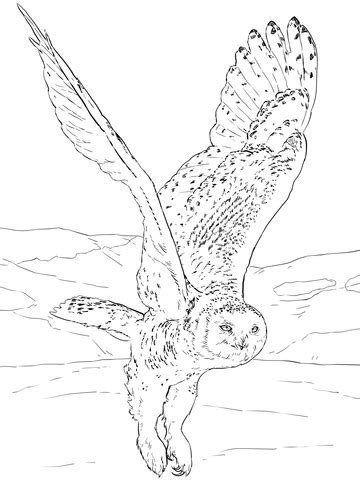 snowy owl coloring page supercoloringcom