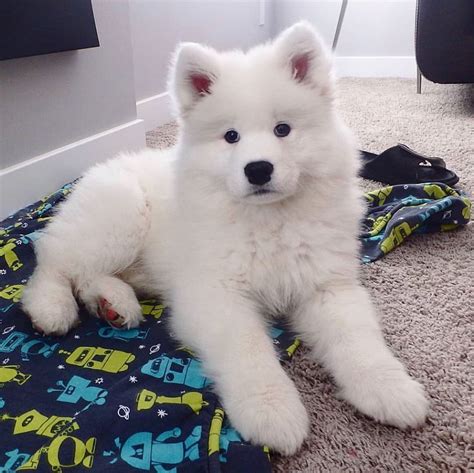 Samoyed Page On Instagram Cuteness Overload 😍 📷 N