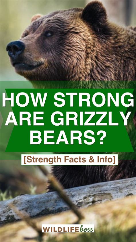 How Strong Are Grizzly Bears Strength Facts And Info