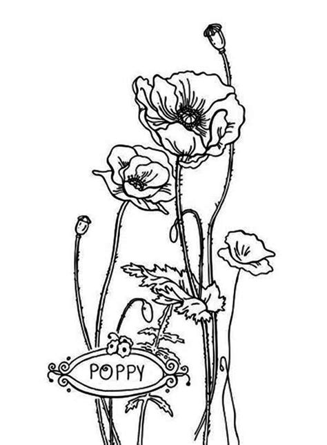 Click the download button to view the full image of poppy coloring download, and download it for a computer. P Is For Poppy Coloring Page : Color Luna