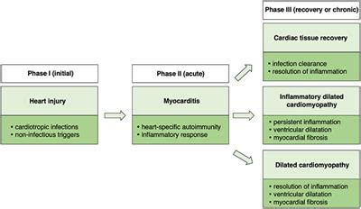 Journal of the american college of cardiology vol. Frontiers | Myocarditis in Humans and in Experimental ...