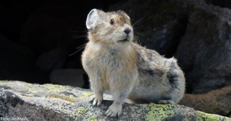 Endangered Ili Pika Photographed For First Time In 20 Years The