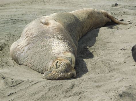 This Elephant Seal Has Become One With The Beach Not Dead
