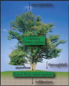 …of three roughly parallel zones: Effect of Forest Trees on Fertility of Underneath Soil