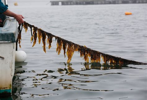 Maine coast sea vegetables specializes in sustainably harvested seaweeds from the north atlantic. With more varieties and growing demand, seaweed is Maine's ...