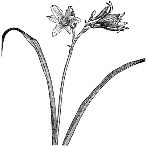 Snowdrop flowers hold deep meaning. Snowdrop Flower Drawing | Free download on ClipArtMag