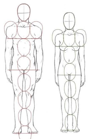 pin de gabrielcpn em desenho proporções humanas desenho corpo humano desenhos corpo