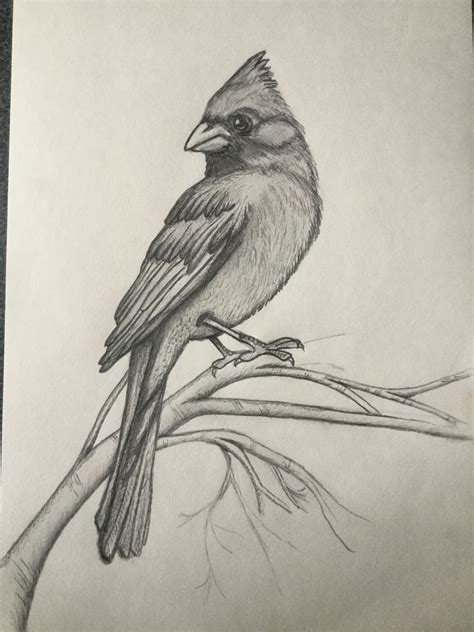 10 Staggering Charcoal Easy Things To Draw Ideas Bird Drawings