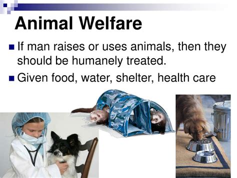 Ppt Animal Rights And Welfare Powerpoint Presentation Free Download