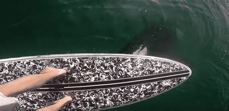 Paddle Boarder Gets Surprise Visit From Killer Orca Mutually