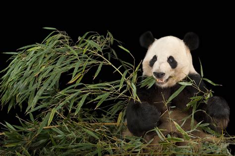 Giant Pandas Are No Longer Endangered National Geographic Education Blog