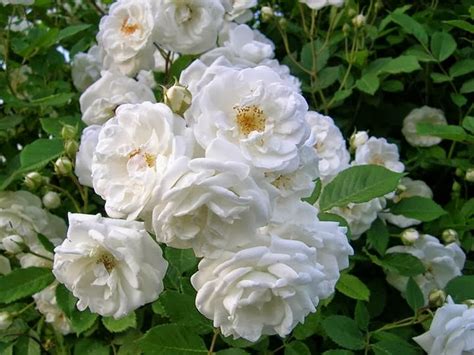 Provided to kzclip by universal music group mawar putih untuk mama · datuk sharifah aini abadi dalam kenangan ℗ 1981. Kumpulan Gambar Bunga Mawar Putih yang Cantik & Indah:Blog ...
