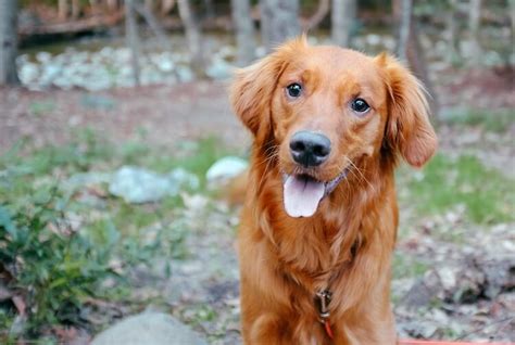 The best way to find one is through word of mouth, but there are a few other things to keep in mind. Red Golden Retriever: The Complete Dog Breed Guide - All ...