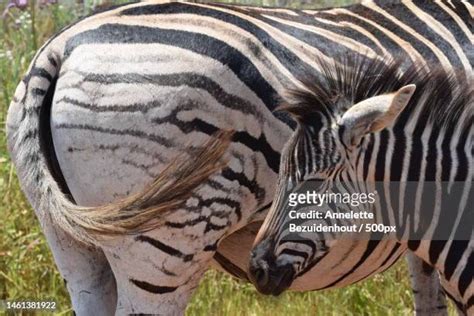 Rietvlei Nature Reserve Photos And Premium High Res Pictures Getty Images