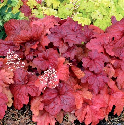19 Easy To Grow Coral Bells For Colorful Gardens Shade Perennials