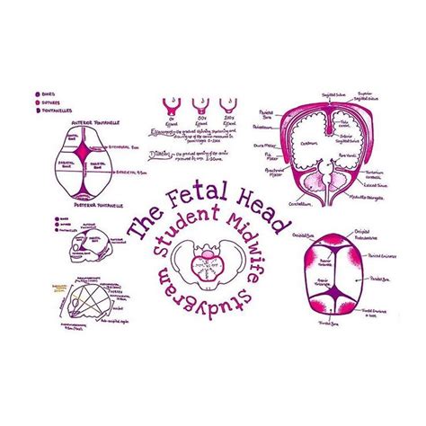 💕 The Anatomy Of The Fetal Head 👶🏼 Maternal Pelvis🤰🏻and Placenta