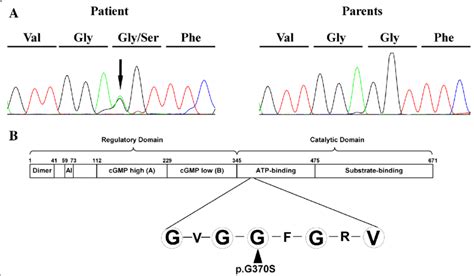 Sanger Sequencing And Mutation Location A The Dna Sequencing Download Scientific Diagram