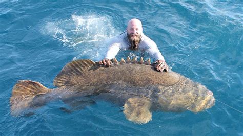 Best Time To Catch Goliath Grouper In Florida Salty Knots Fishing