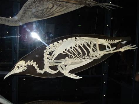 Penguin skeleton! | I like birds, Scientific illustration, Penguins