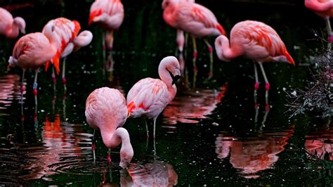 Flamingo Hd Backgrounds Pixelstalknet