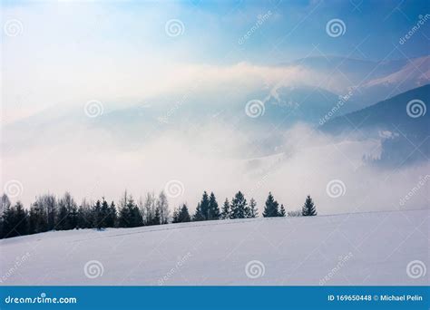 Spruce Forest On A Snow Covered Mountain Meadow Stock Photo Image Of