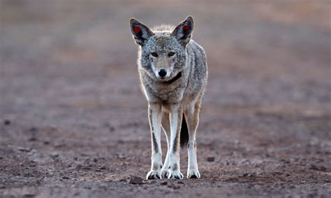 Coyote Sightings In Cities On The Rise As Mating Season Starts