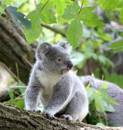 Pin Von Malon Herbst Auf Koala Bären Koala Bären Koalabär Koala