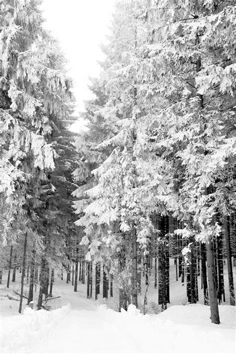 Snowy Forest Winter Wall Art Black And White Pine Tree Etsy
