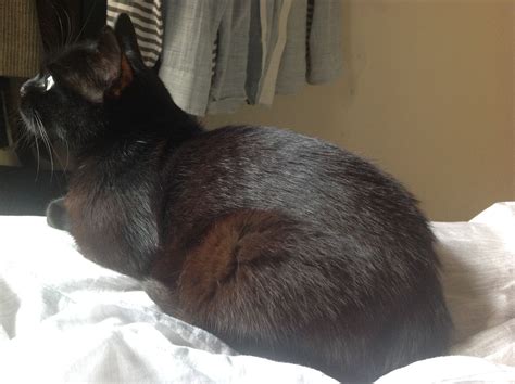 Shiny Black Cat Fur Katzen