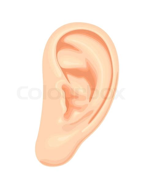 Realistic Human Ear Stock Vector Colourbox