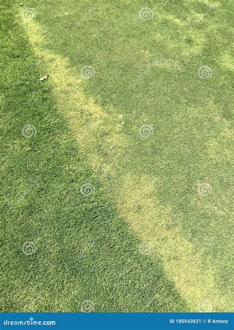 At A Golf Ground Lawn And Light Green Grass Patches Stock Image Image
