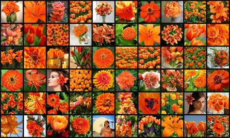 Types Of Orange Flowers Kinds Of Orange Flowers Sorts Of Orange