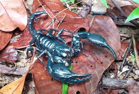 Giant Blue Scorpion From Gunung Pulai Recreational Forest Pekan Nanas