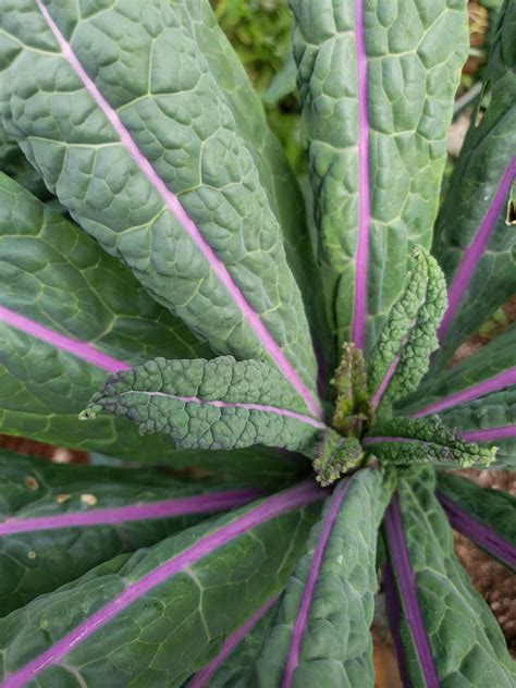 How To Grow Kale Guide To Plant Harvest And Use Kale ~ Homestead And Chill