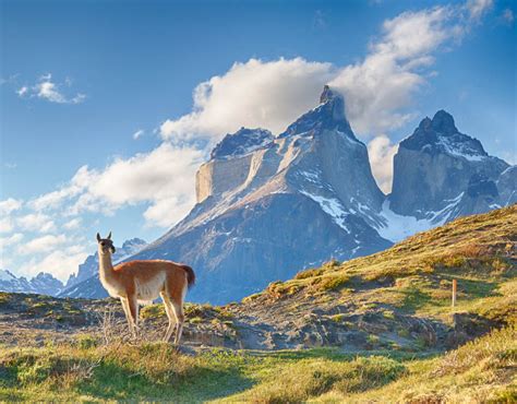 Guanaco In Chilean Patagonia The Ultimate Travel Bucket List