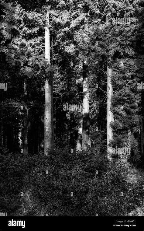 Beautiful Forest Landscape Black And White Stock Photos And Images Alamy