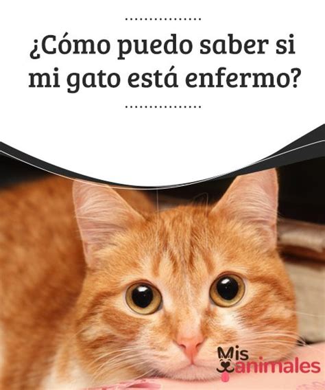 ¿cómo Puedo Saber Si Mi Gato Está Enfermo Gatos Enfermos Cosas Para Gatos