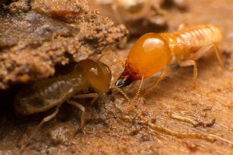 Ants, bees, hornets or wasps , flies, spiders, termites is this an emergency? Why Silverfish May Be The Least Of Your Problems ...