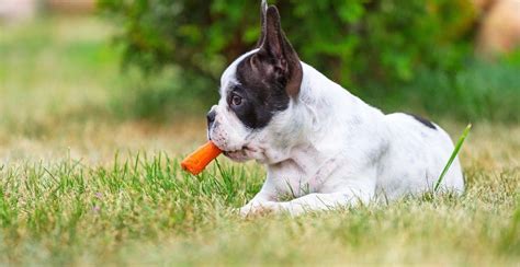 The french bulldog is a sturdy, compact, stocky little dog, with a large square head that has a rounded forehead. French Bulldog Growth Chart | When Do French Bulldogs Stop ...