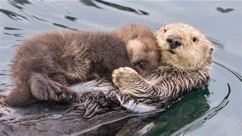 Mother Sea Otter Cradling Her Sleeping Baby On Her Belly As She Floats