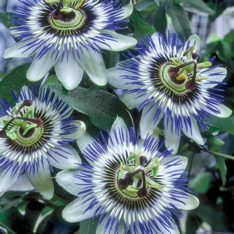 Gardens Alive 12 Oz In Pot Blue Passion Flower Pasiflora Potted