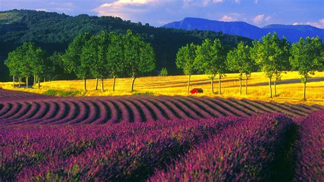 Fields France Lavender 1920x1080 Wallpaper High Quality