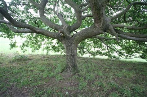 Forest Closeup On Trees Branches Stock Image Colourbox